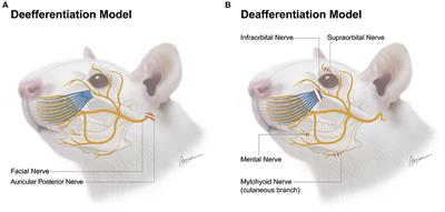 Selective Denervation of the Facial Dermato-Muscular Complex in the Rat: Experimental Model and Anatomical Basis